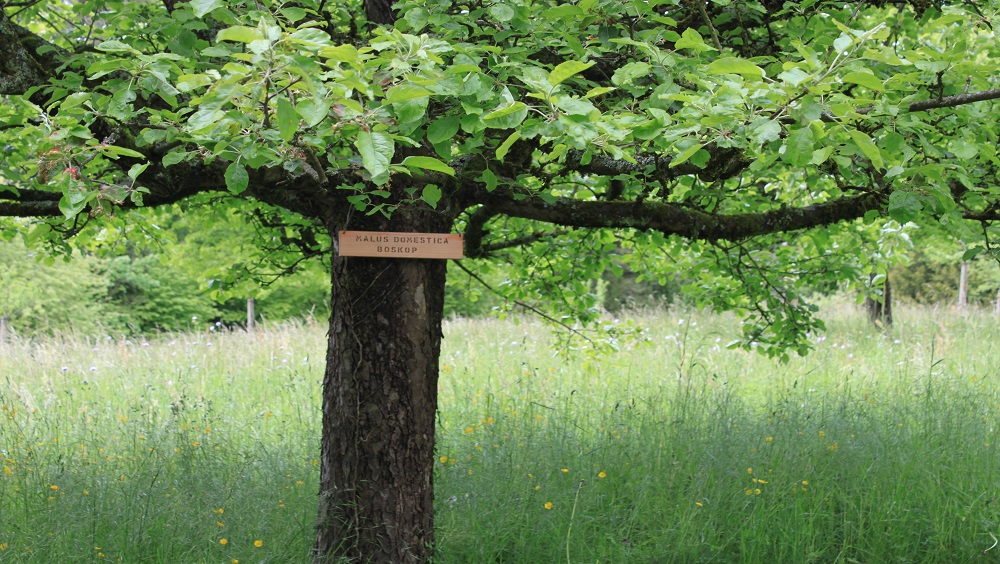 Obstäume